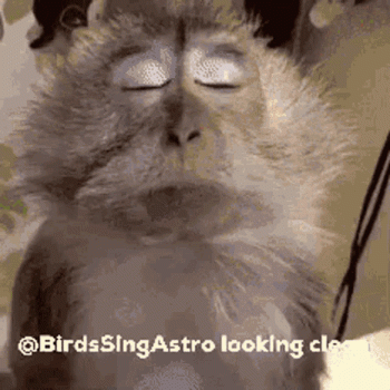 painlaflame-birds-sing-astro.gif